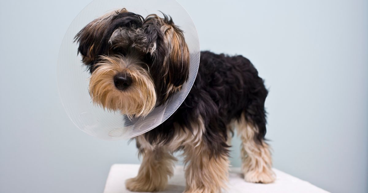 2024 Calgary Puppy Spay & Neuter Costs