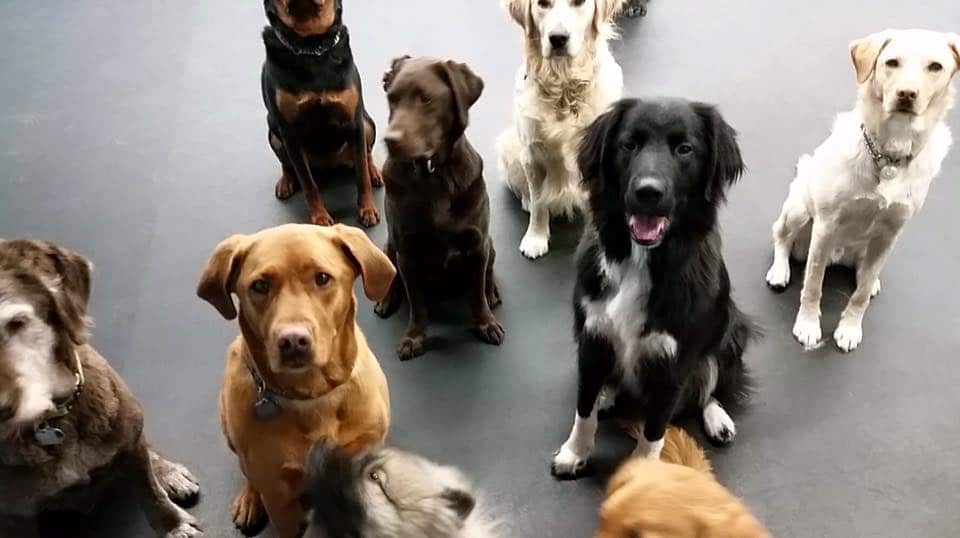 doggy daycare benefits