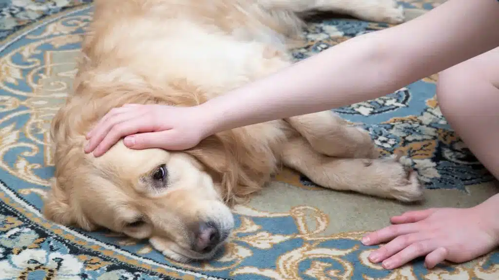 sick dog