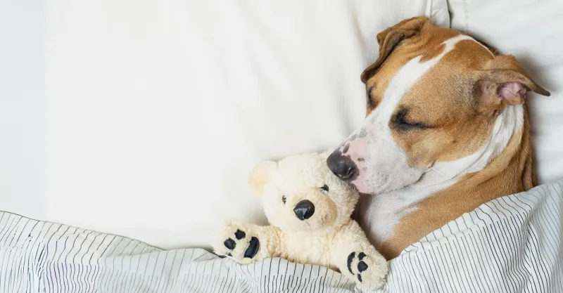 PAWS Pro pet sitter with dog in a comfortable home setting in Calgary