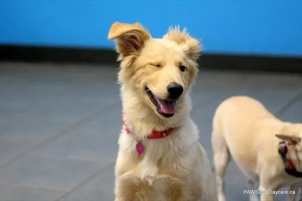 Happy dog arriving for their first day at PAWS Dog Daycare Calgary