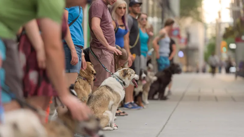 Outdoor group dog training class in Calgary