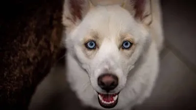A new dog arriving for their first day at PAWS